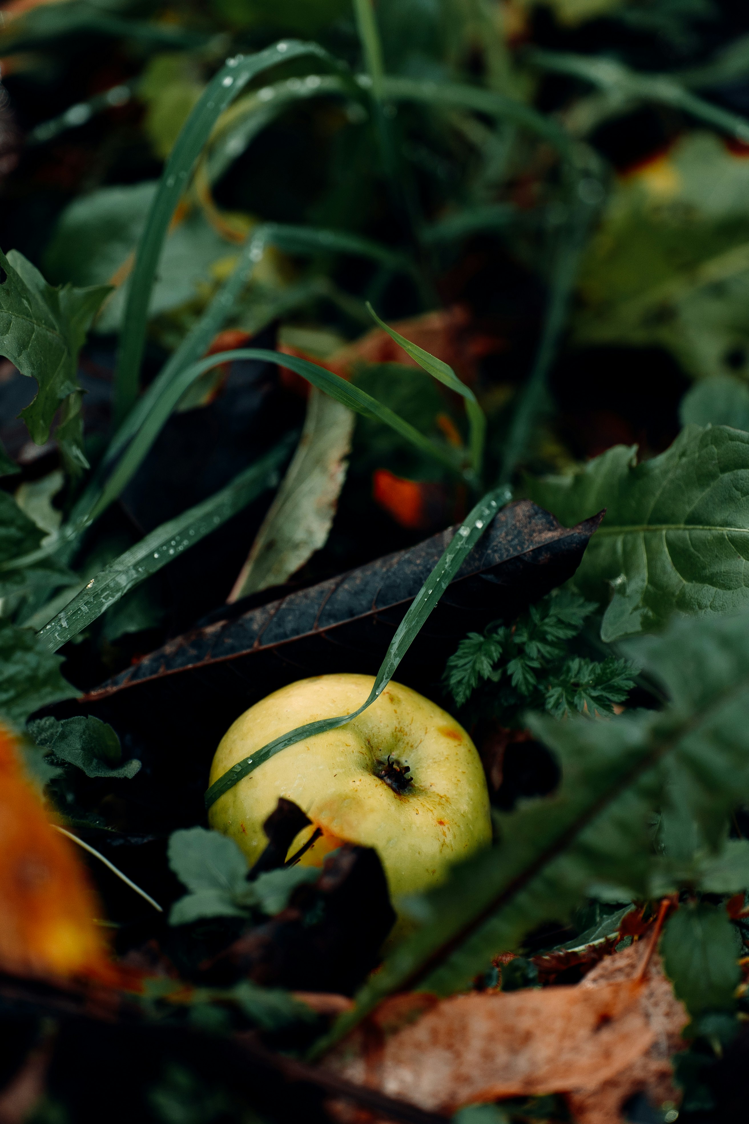 Photo by khodzinskyi