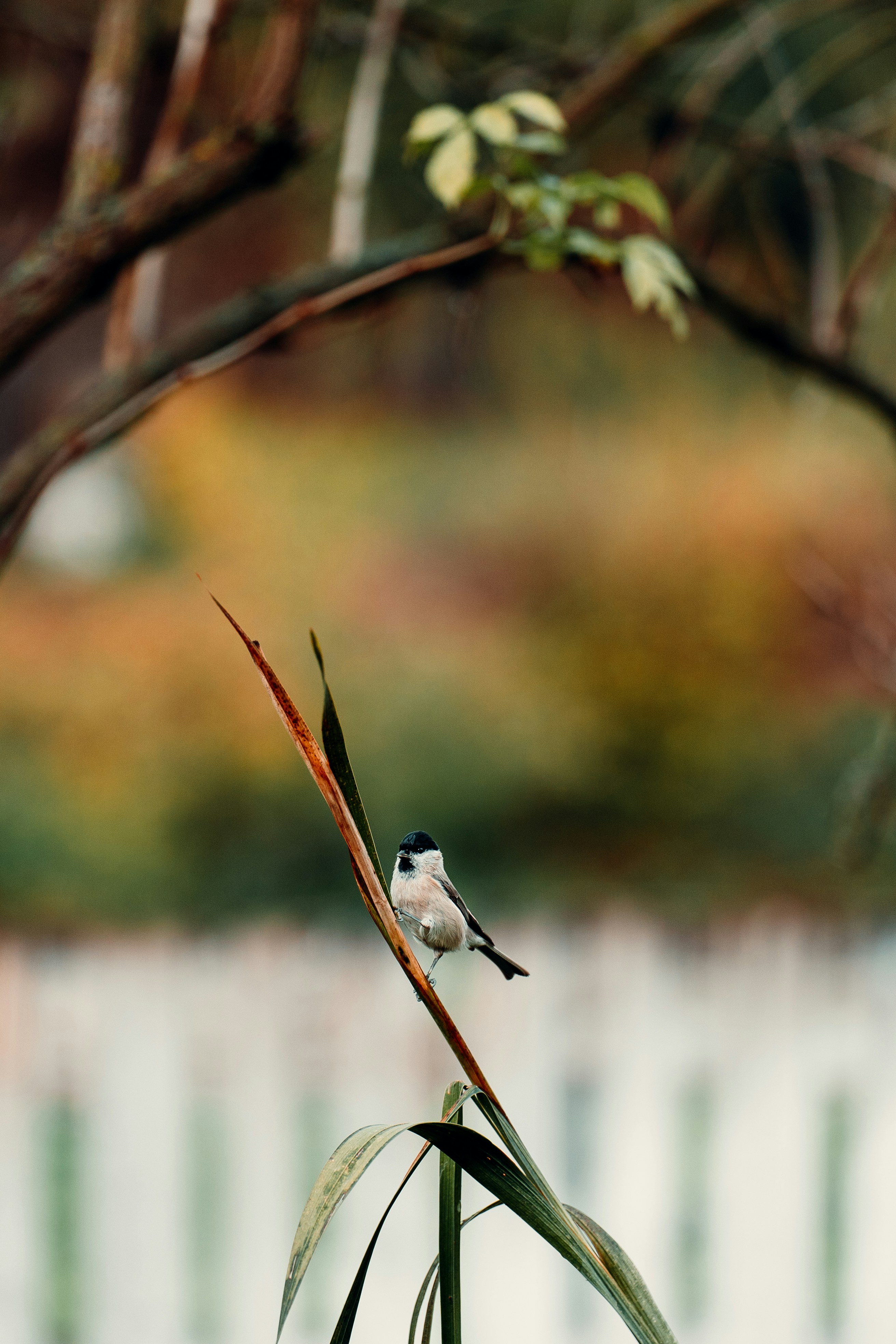 A small bird sitting on top of a plant photo – Free Bird Image on Unsplash