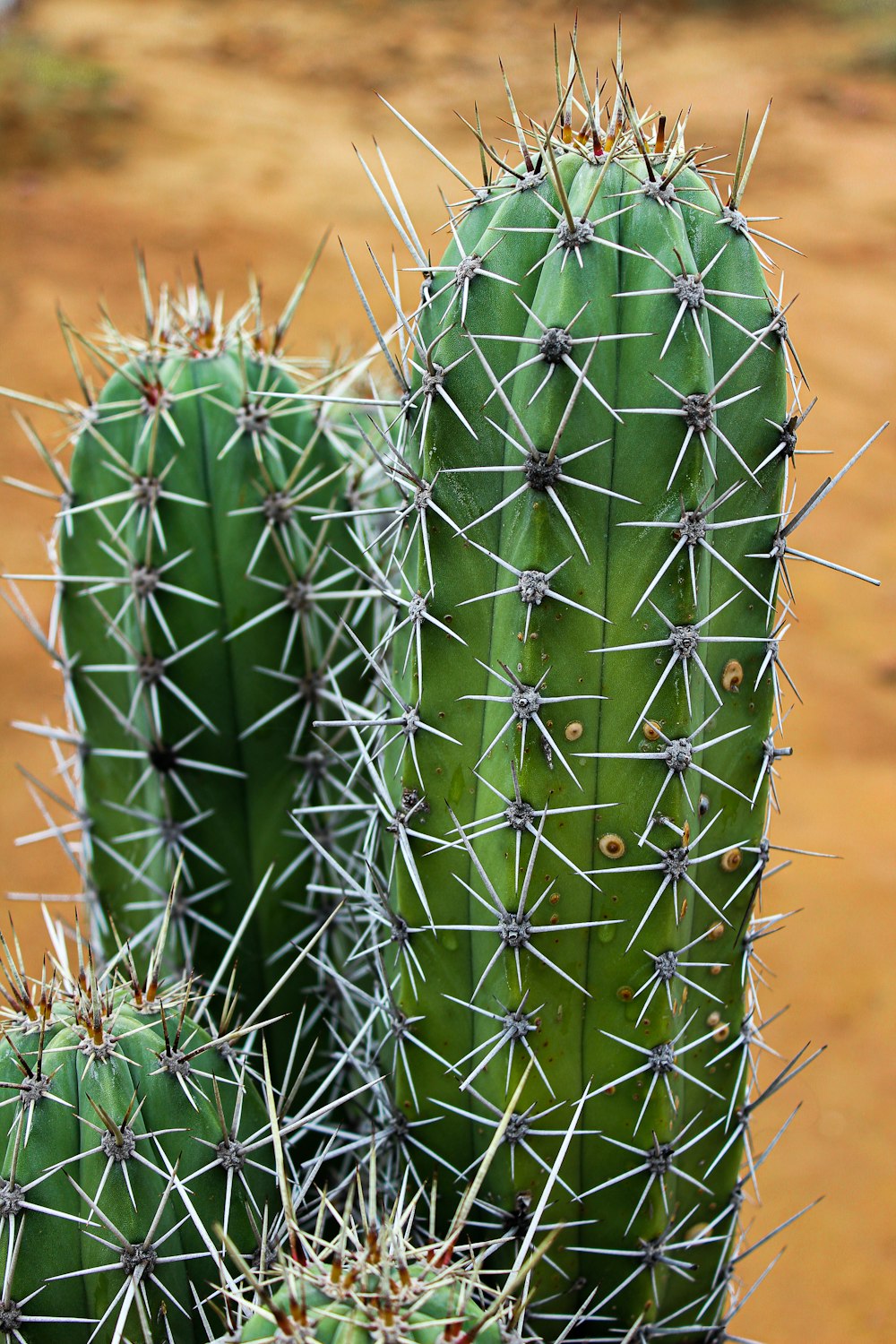 a close up of a cactus with many spikes