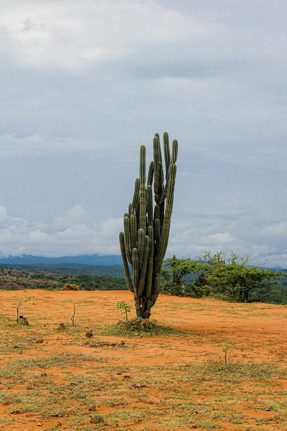 a large cactus in the middle of a field