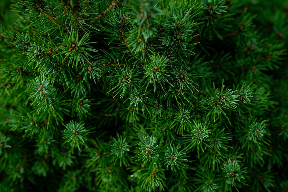a close up view of a pine tree