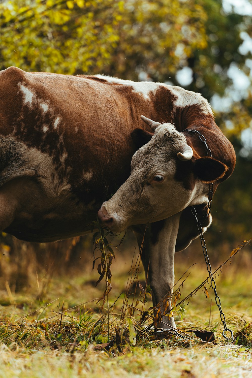 a brown and white cow standing on top of a grass covered field