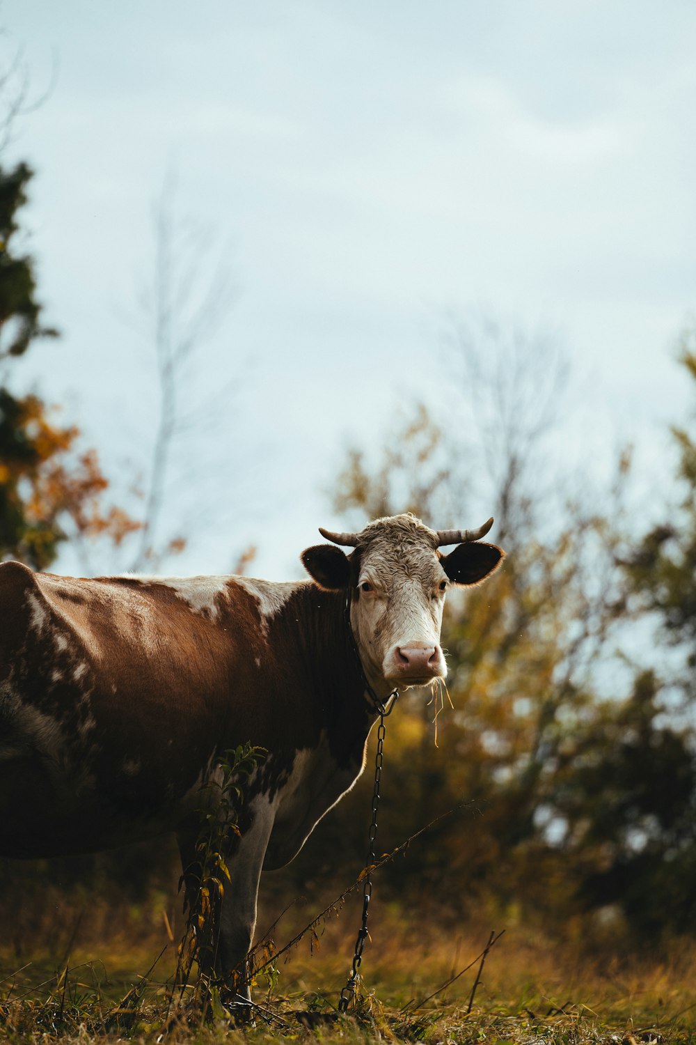 a brown and white cow standing on top of a grass covered field