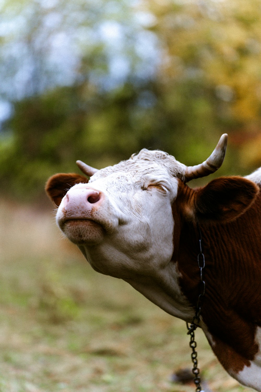 una mucca marrone e bianca con una catena intorno al collo