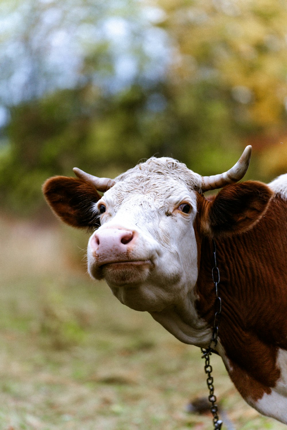 a brown and white cow with a chain around its neck