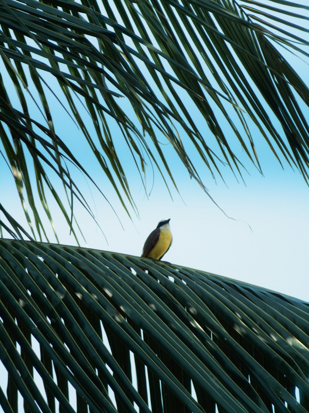 a bird sitting on top of a palm tree
