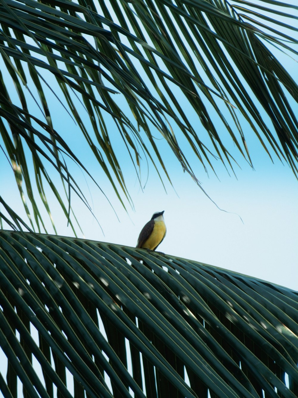 un oiseau assis au sommet d’un palmier