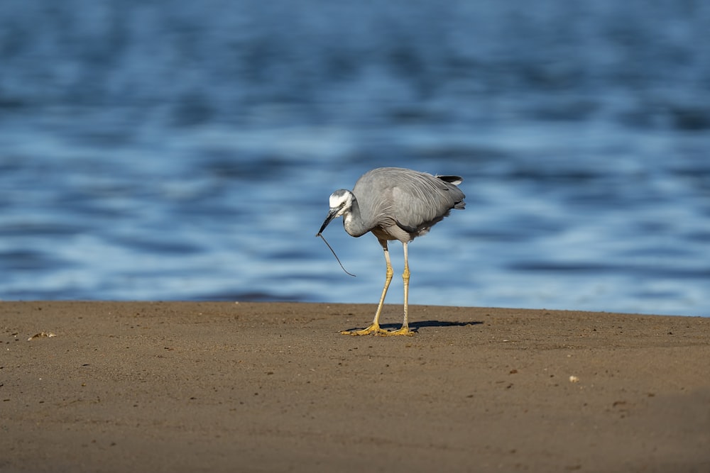 a bird standing on a beach next to the ocean