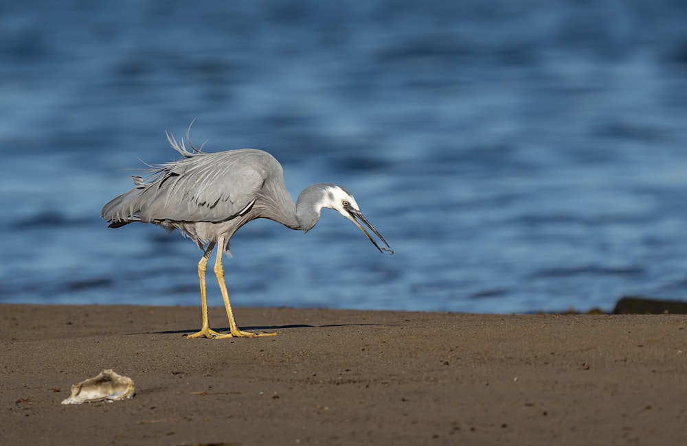 a bird standing on a beach next to the ocean