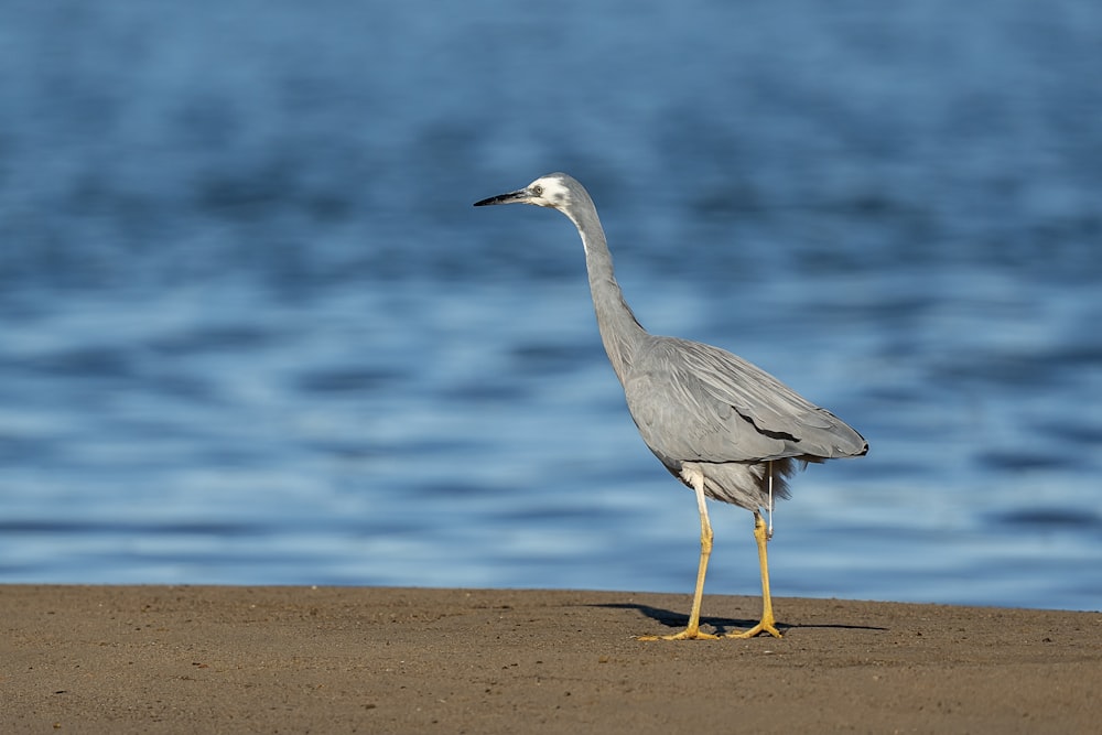 a bird is standing on the sand by the water