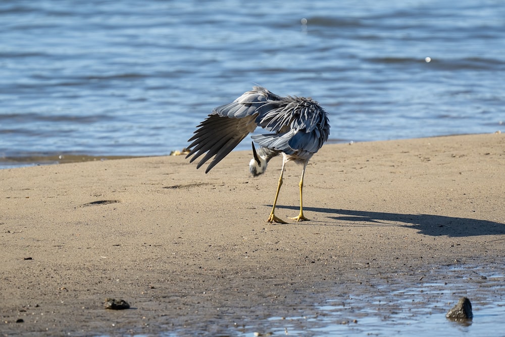 a bird standing on a beach next to the ocean