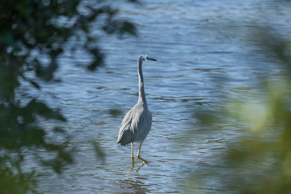 a bird is standing in the water near the shore