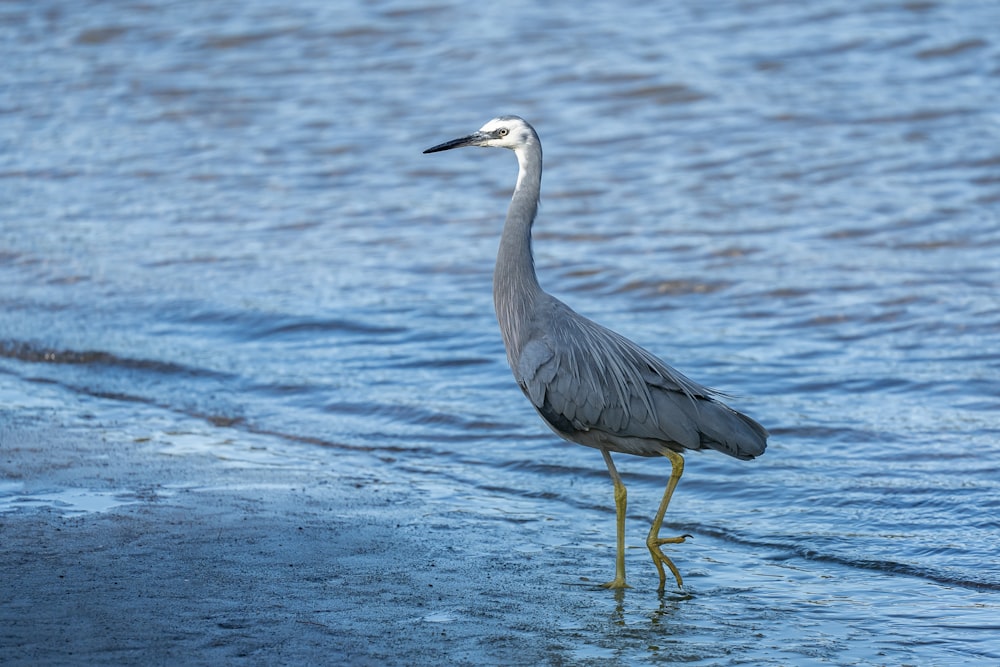 a bird is standing in the shallow water