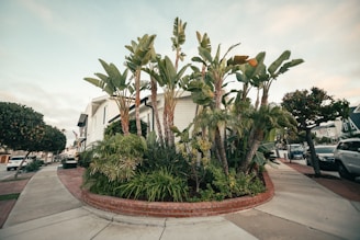 A landscaped corner with a vibrant collection of tropical plants and trees, bordered by a brick retaining wall. The setting is an urban neighborhood with residential homes lining the street. Cars are parked along the roadside, adding to the suburban atmosphere. The sky is slightly overcast, providing soft lighting to the scene.