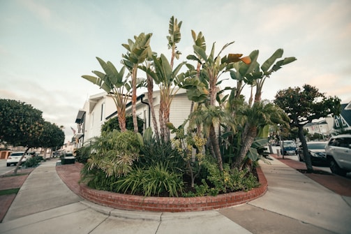 A landscaped corner with a vibrant collection of tropical plants and trees, bordered by a brick retaining wall. The setting is an urban neighborhood with residential homes lining the street. Cars are parked along the roadside, adding to the suburban atmosphere. The sky is slightly overcast, providing soft lighting to the scene.