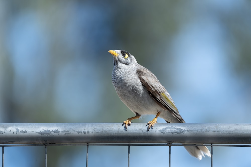 a small bird perched on top of a metal fence