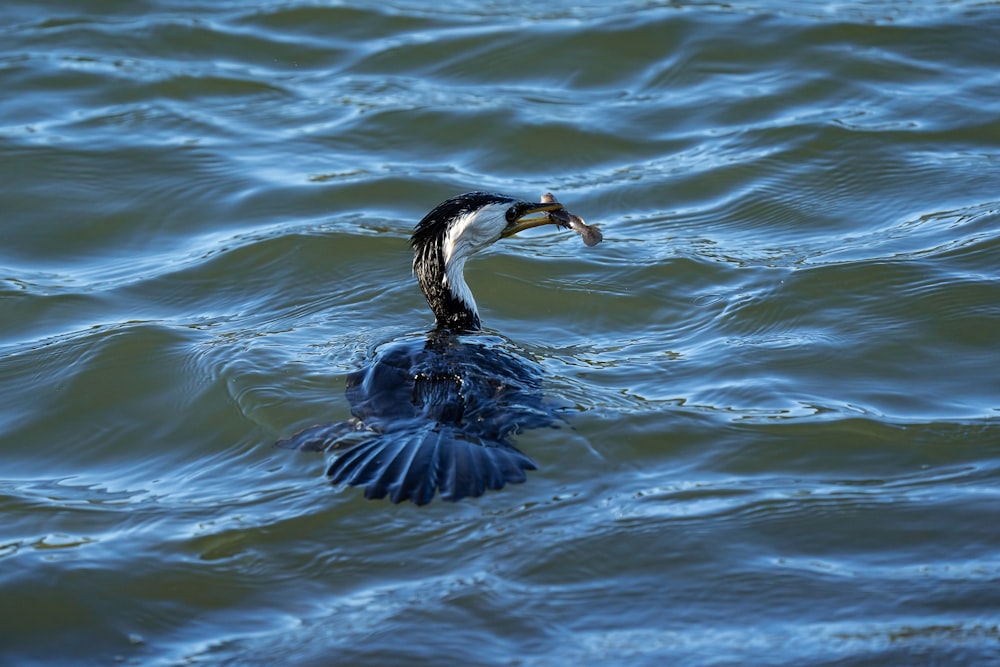 a bird with a fish in it's mouth swimming in the water