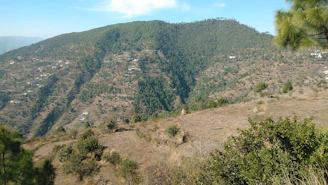 a view of a mountain with a lot of trees in the foreground
