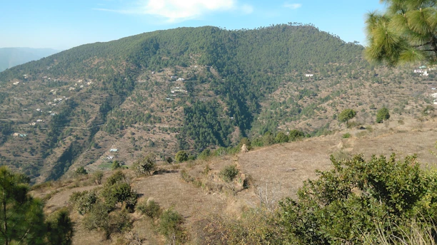 a view of a mountain with a lot of trees in the foreground