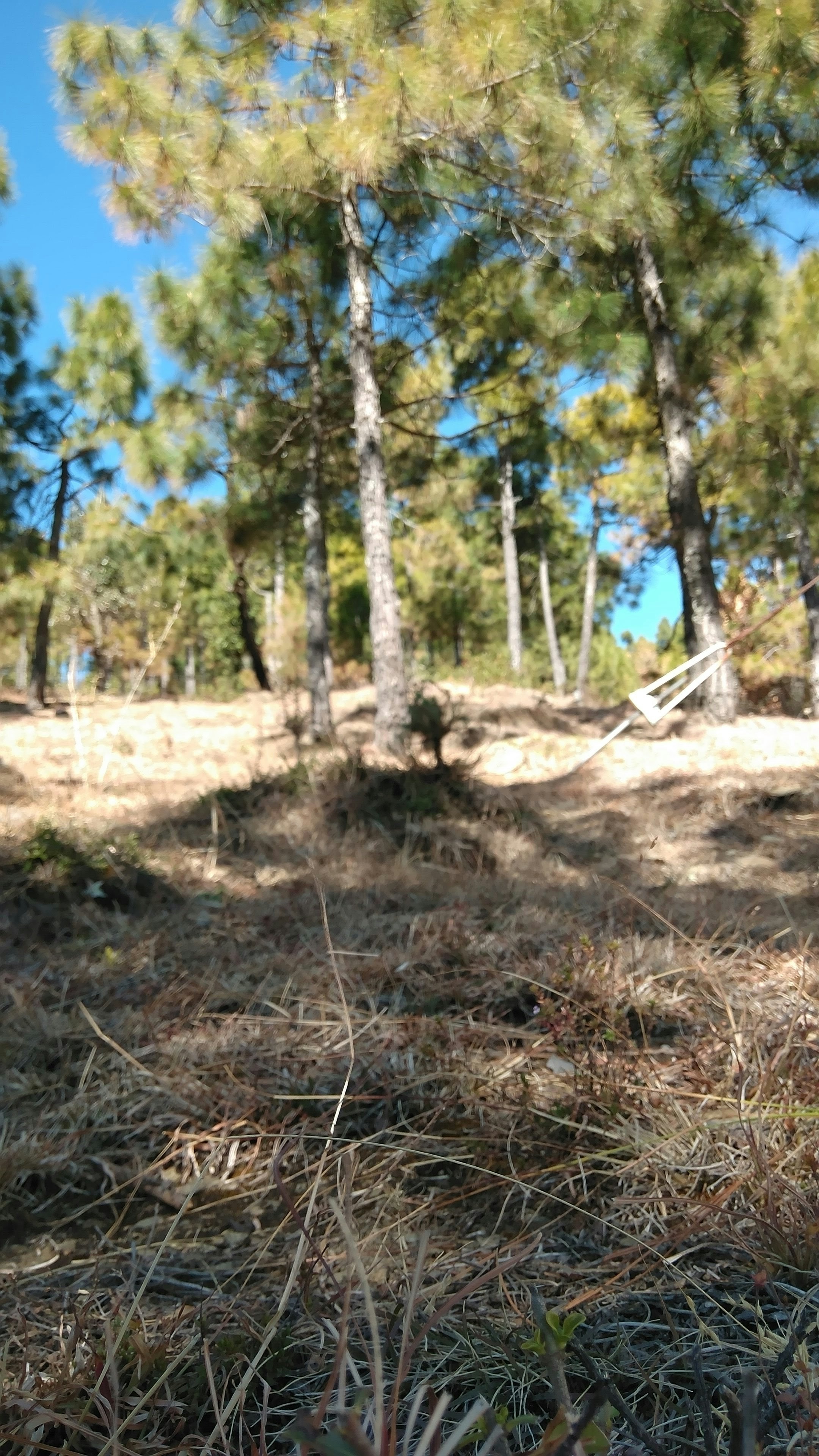 a red fire hydrant sitting in the middle of a forest