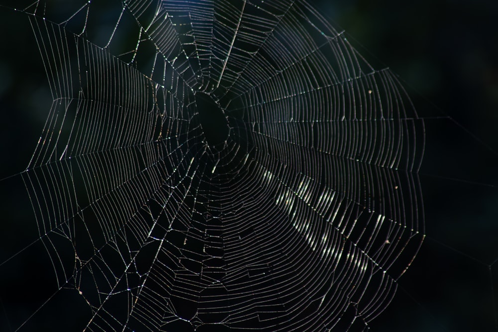 um close up de uma teia de aranha em um fundo escuro