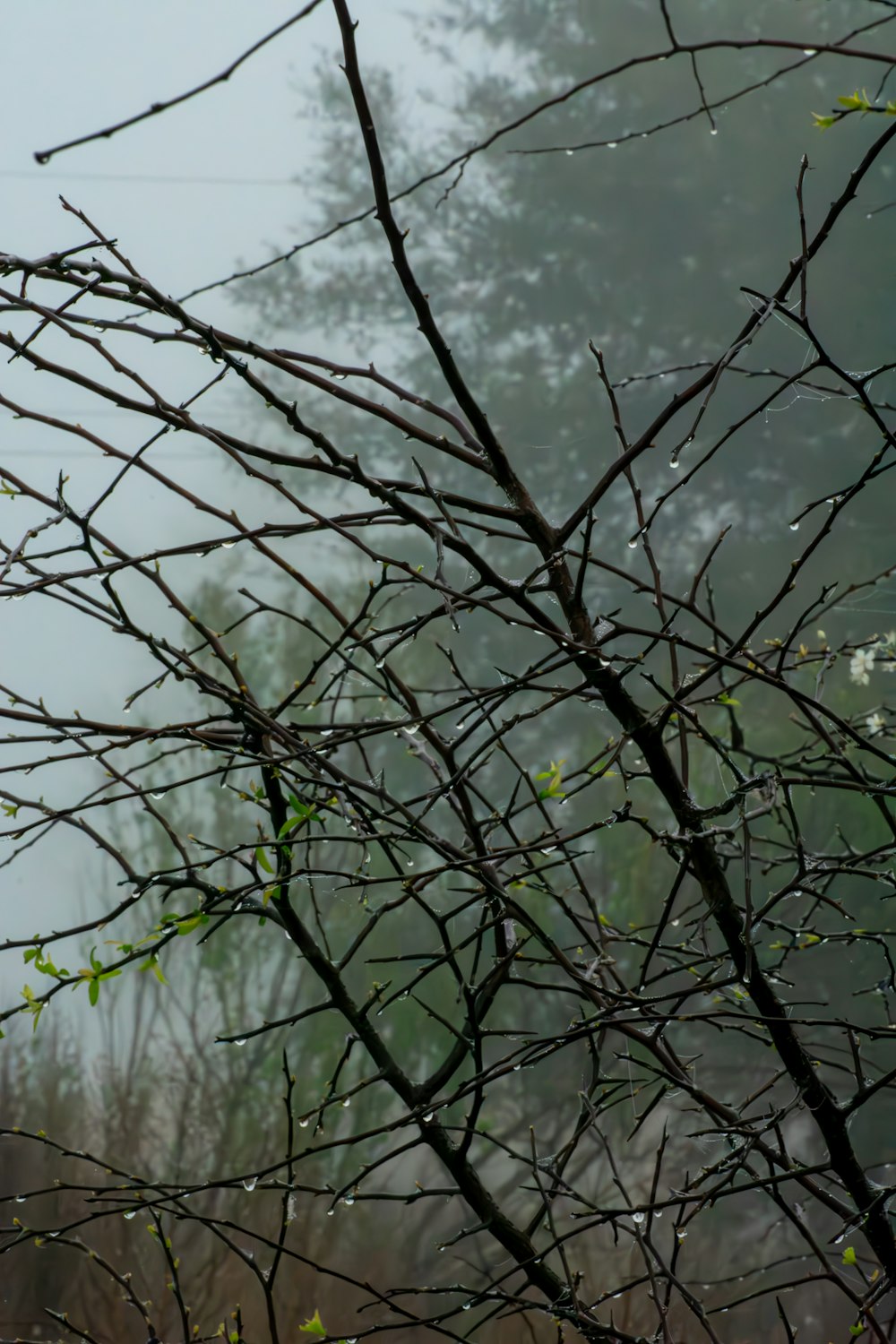 a bird is perched on a tree branch