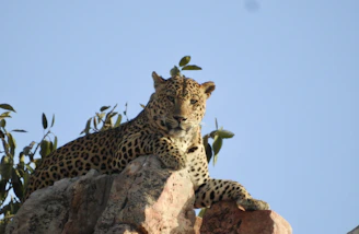 A jeep safari with tourists spotting a leopard lounging on a rocky outcrop.