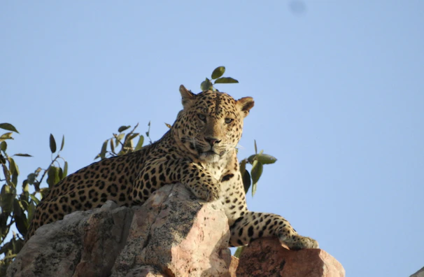 A jeep safari with tourists spotting a leopard lounging on a rocky outcrop.
