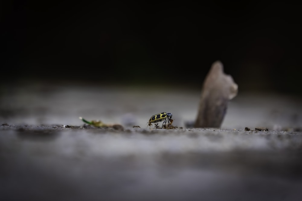 動物の死骸の隣の地面に座っている小さな昆虫