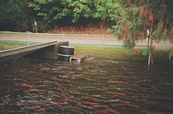 a bunch of fish that are in the water