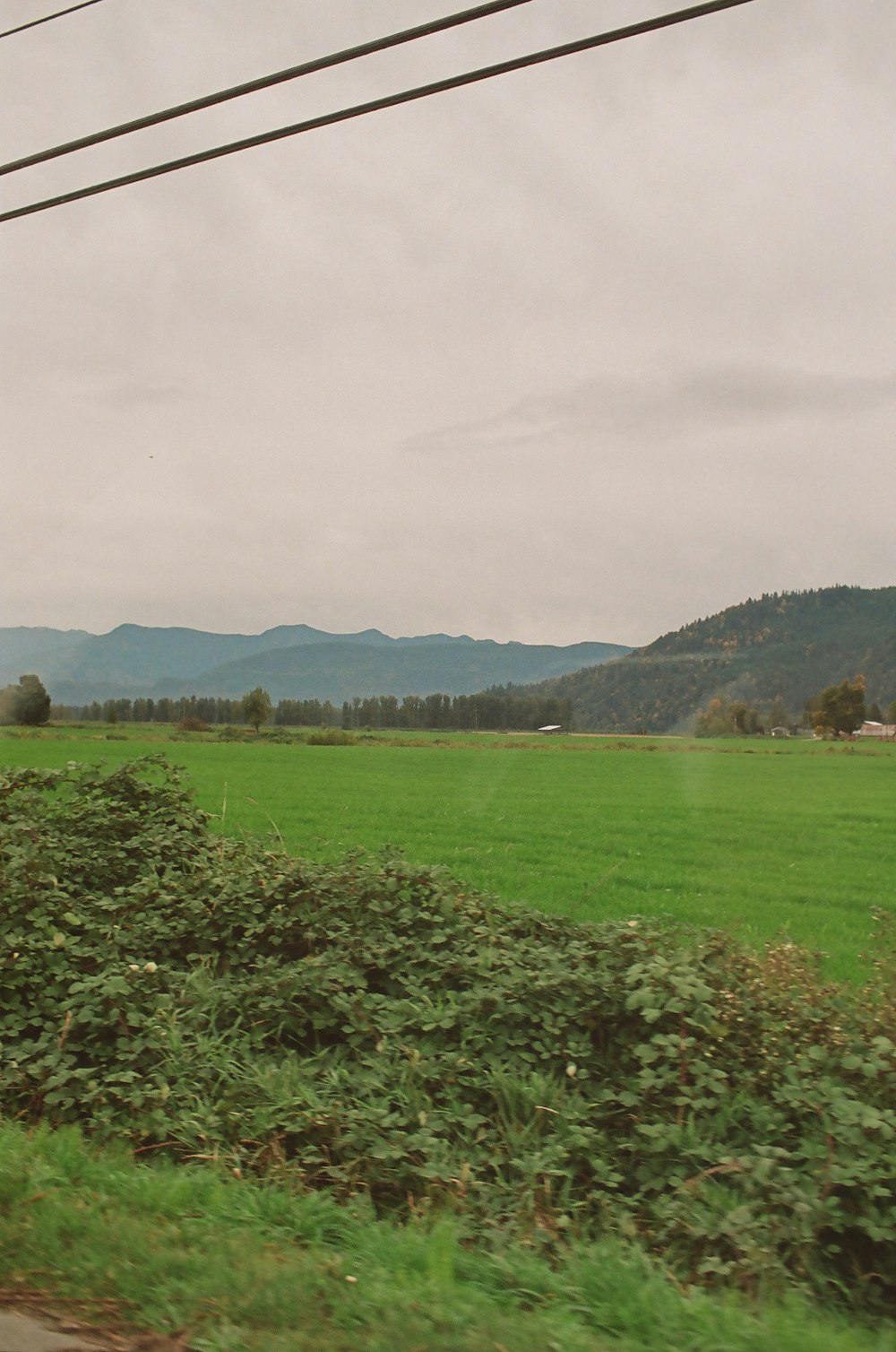 a train traveling past a lush green field