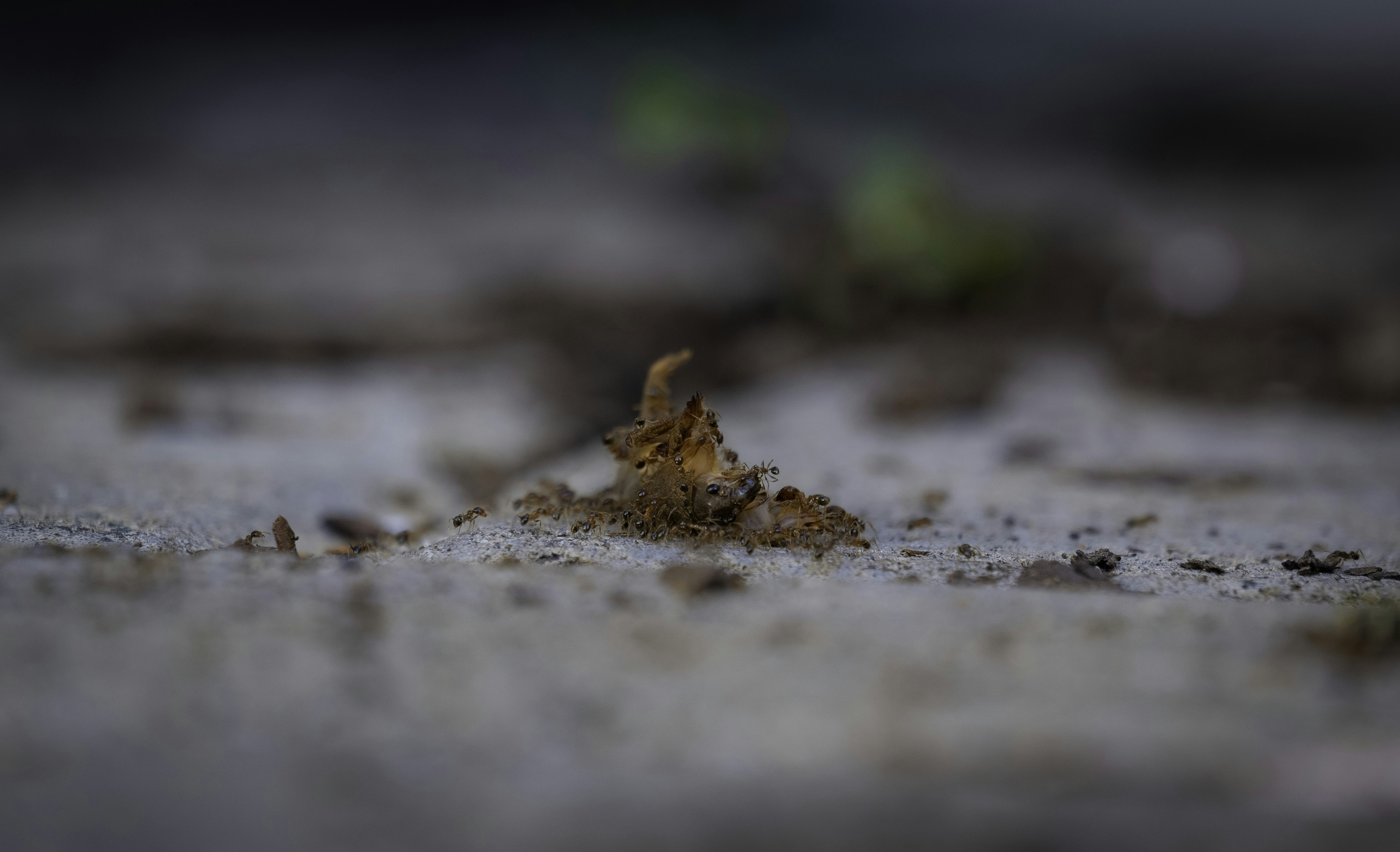 Photo by samsethuntsa