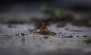 A macro photograph showing a cluster of ants surrounding a small, fuzzy object on the ground. The surrounding area is blurred, drawing focus to the detailed textures of the ants and their environment.