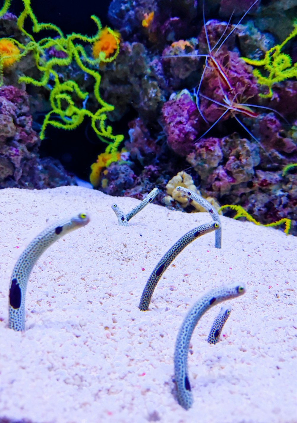 a close up of a fish in an aquarium