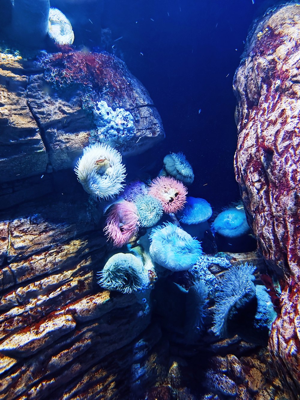 a group of sea urchins swimming in the ocean