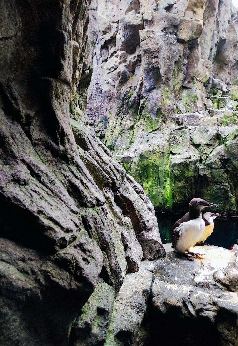 a couple of birds sitting on top of a rock