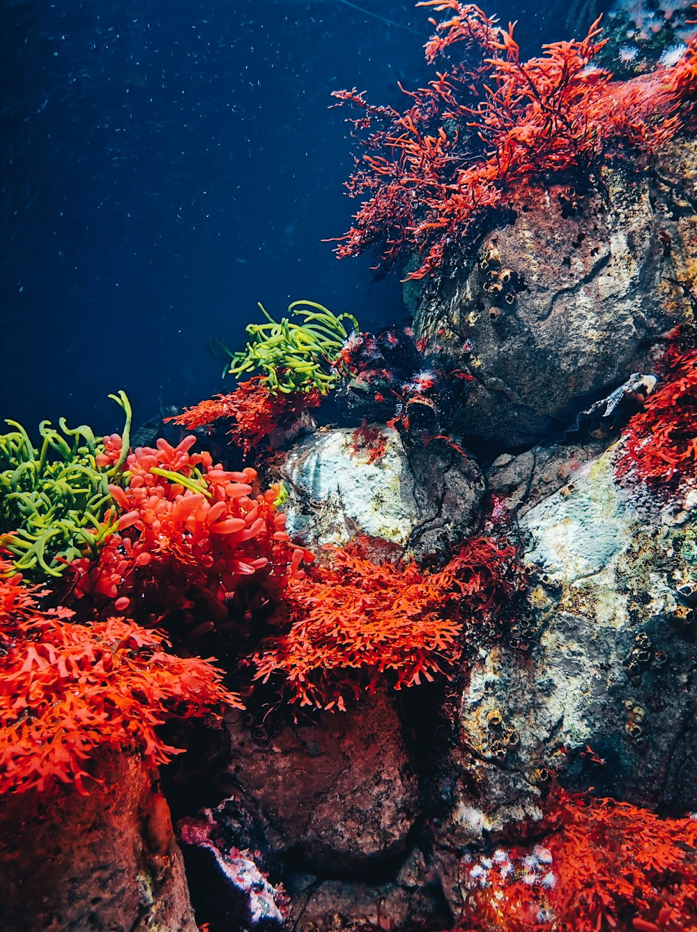 an underwater view of corals and seaweed on a rocky reef