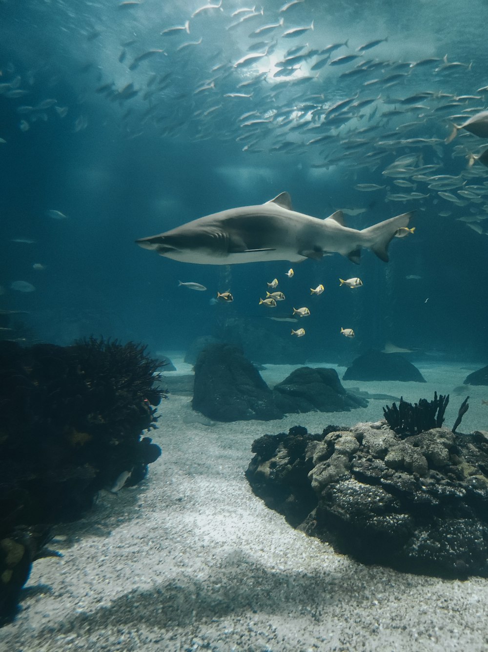 Un groupe de requins nageant dans un aquarium