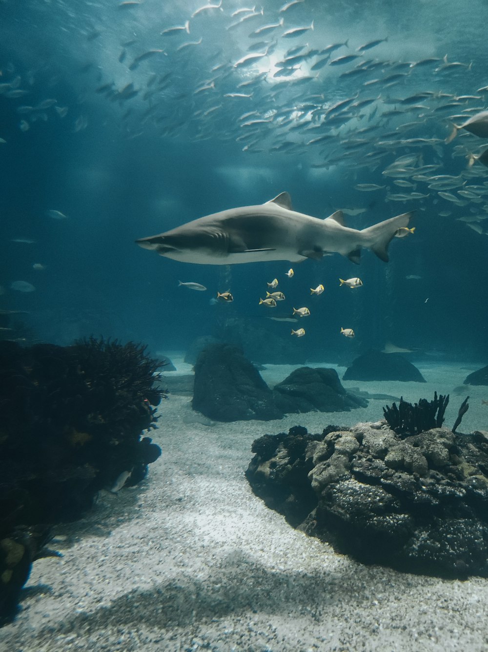 a group of sharks swimming in an aquarium