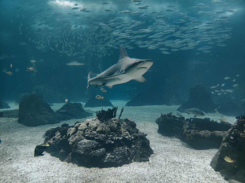 a large group of fish swimming in an aquarium