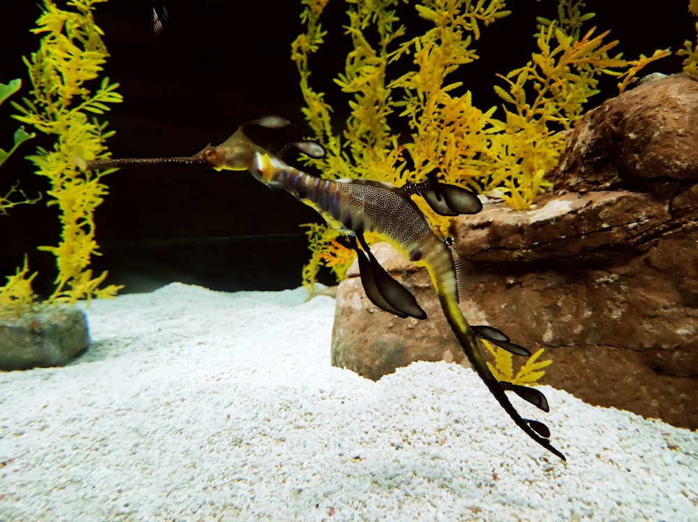 a sea horse swimming in an aquarium filled with water