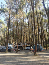 Open-air camping ground beneath tall pine trees, perfect for reconnecting with nature.