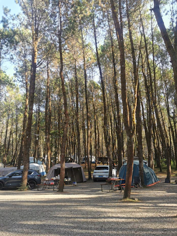 Open-air camping ground beneath tall pine trees, perfect for reconnecting with nature.