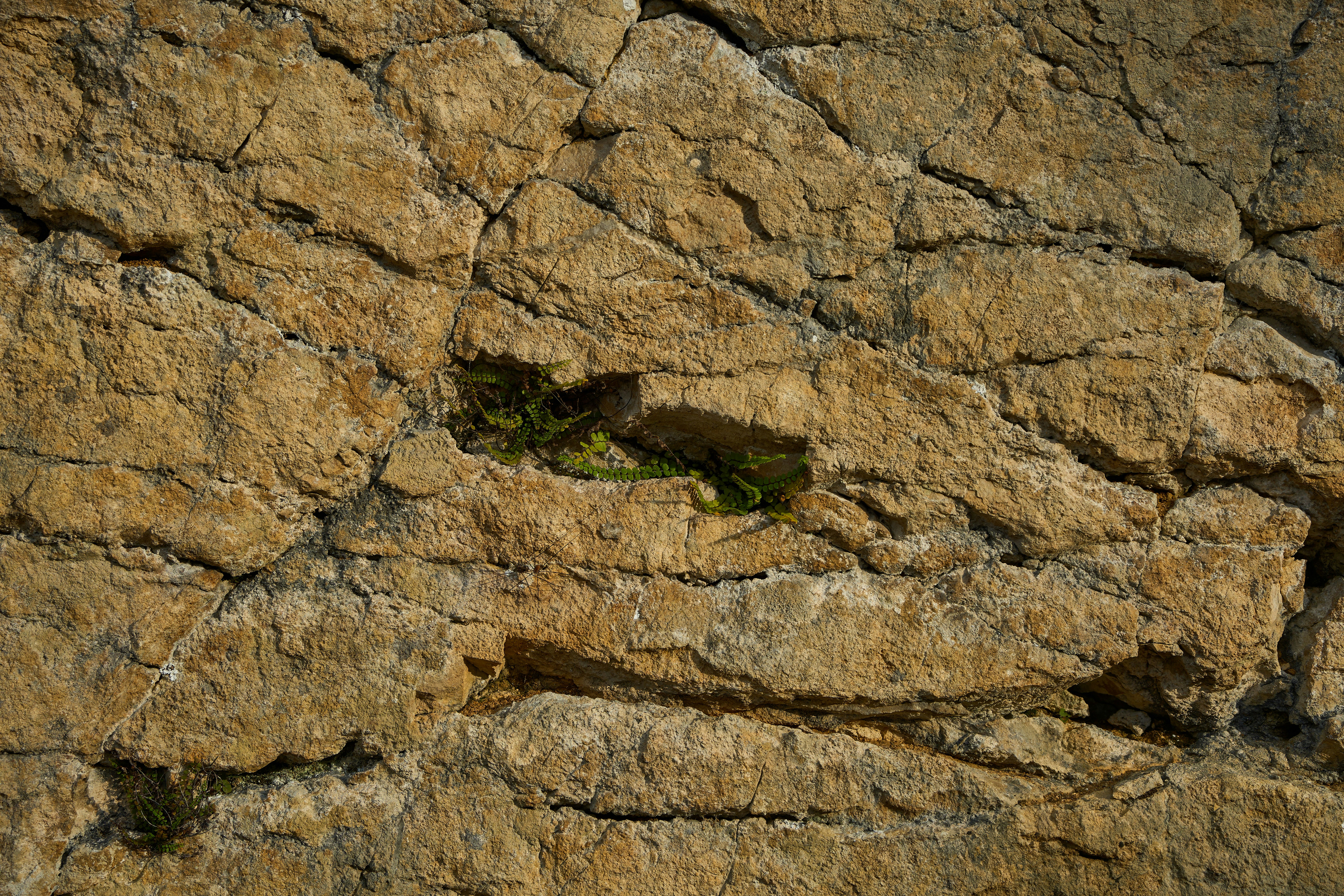 Photo by wolfgang_hasselmann