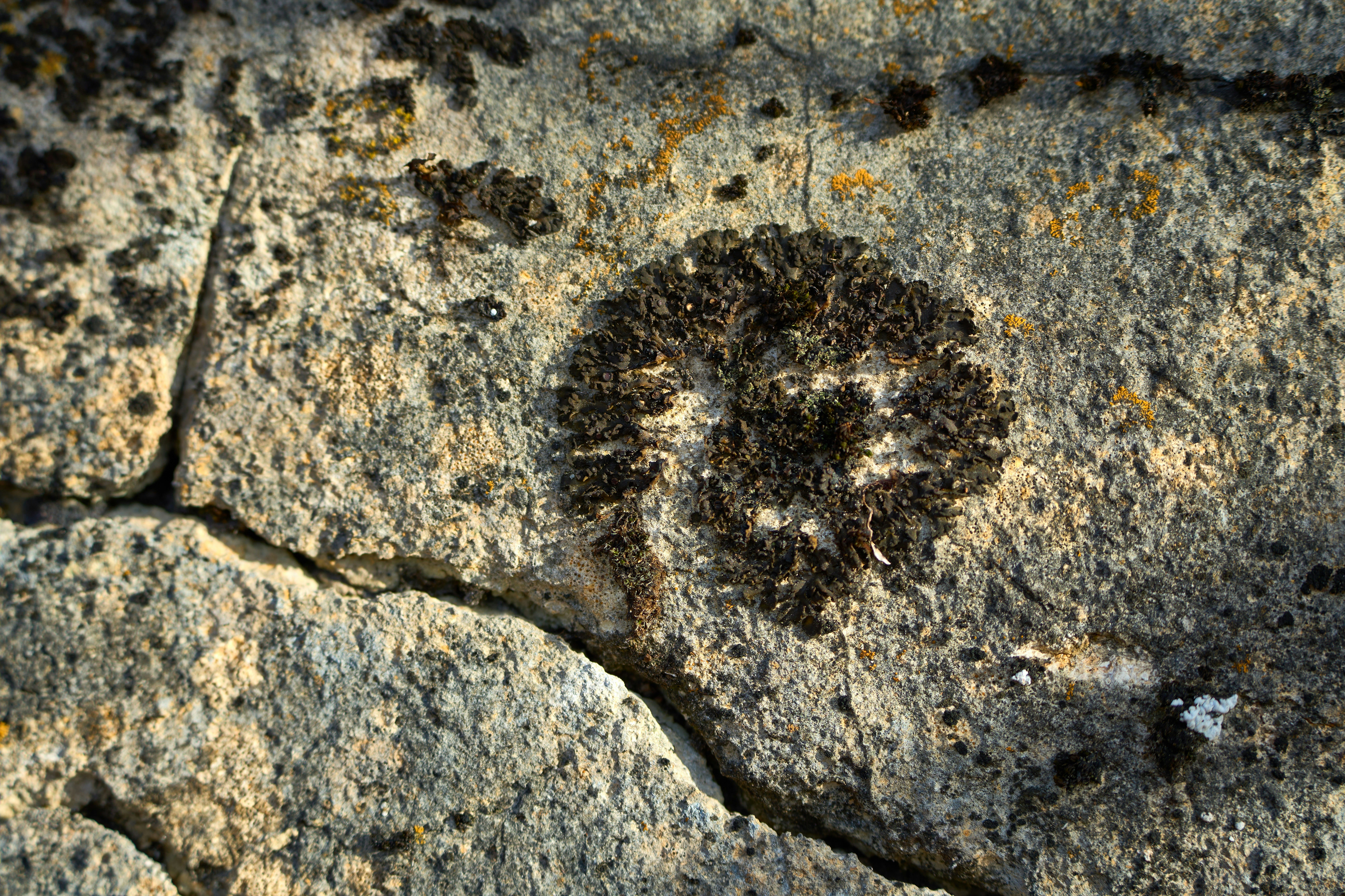 Photo by wolfgang_hasselmann