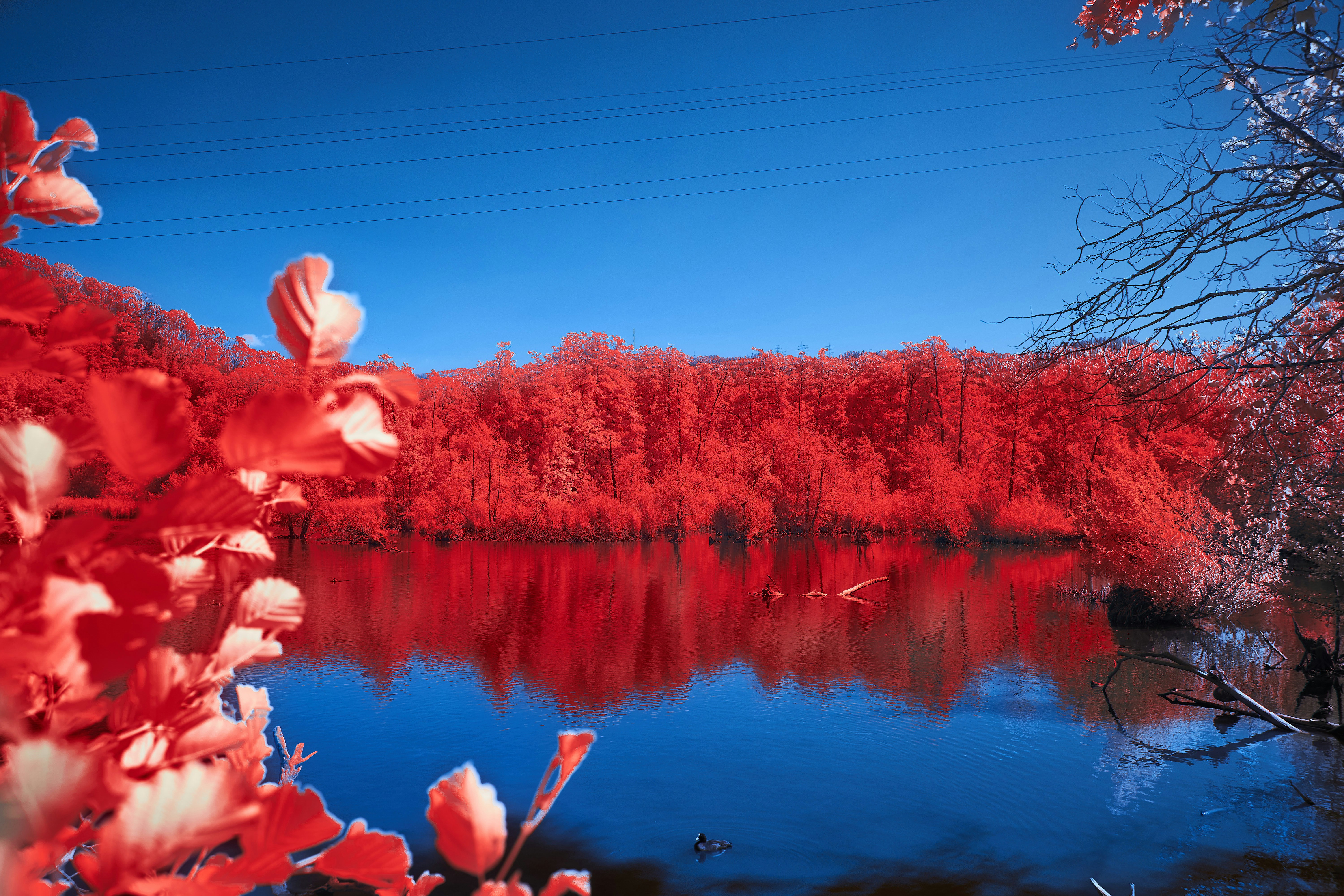 Photo by wolfgang_hasselmann