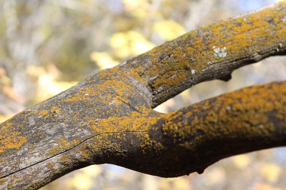 a close up of a tree branch with lichen on it