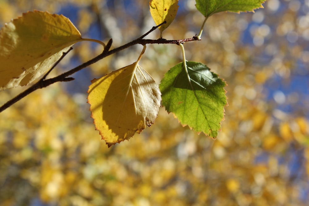 a branch of a tree with yellow leaves