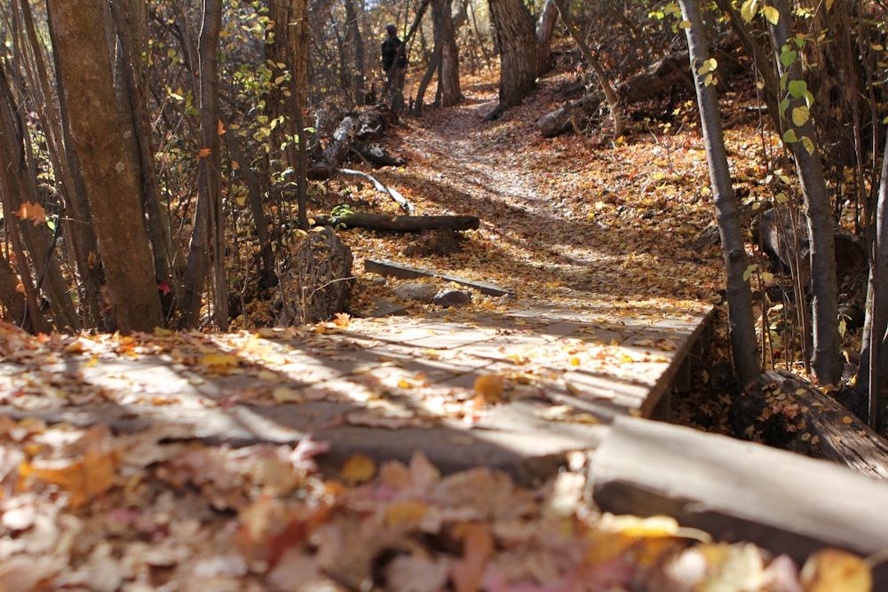 a path in the woods with leaves on the ground