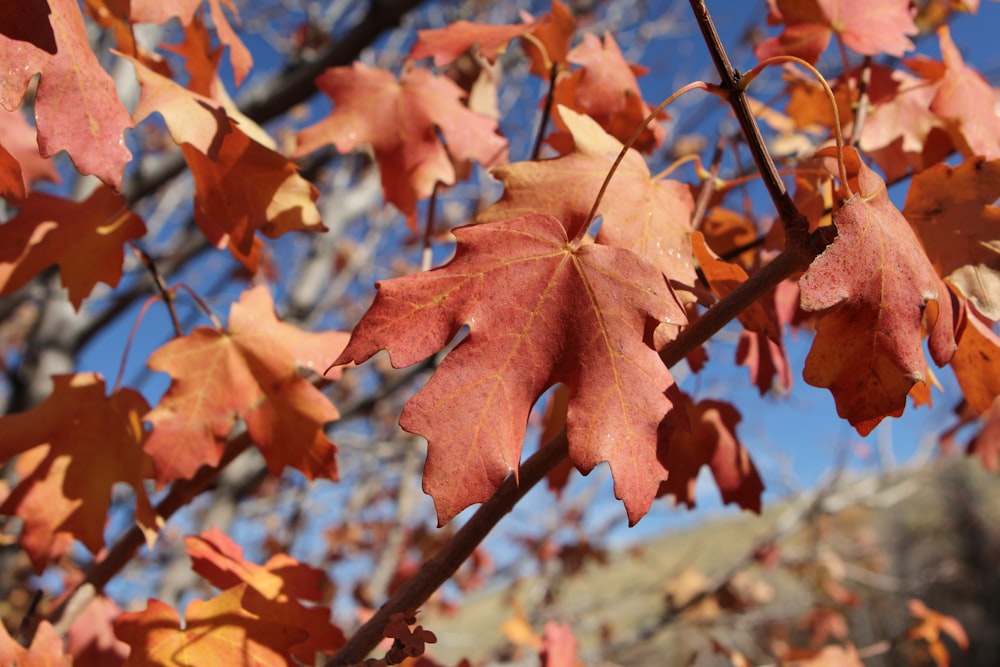 a close up of a leaf on a tree